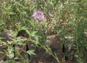 Hummingbird at cleome in Santa Fe foothills