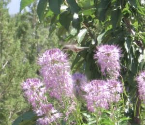 Yet another hummingbird at cleome