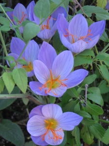 A closer view of the same fall crocus patch as the last photo.