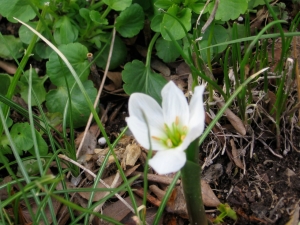 Spring-blooming colchicum with chives (upper right), pansies (upper left/center), and, fall-blooming crocus leaves (right)