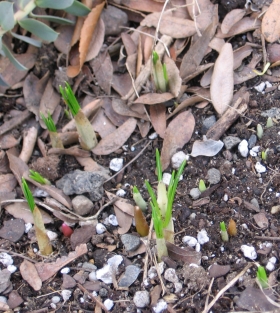 Spring-blooming crocuses coming up:  One of the odd things about having a garden that varies so dramatically in light from season to season is that my snow crocuses have been the last to come up in the neighborhood!