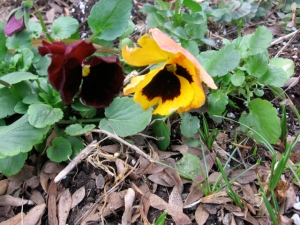More pansies; the one on the right is the kind that starts out in darker colors and fades to lighter ones as it ages (an old bloom is pictured here).