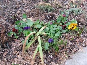 Pansy patch with many other things, such as leaves of bearded iris, tansy, euphorbia, and crocus.