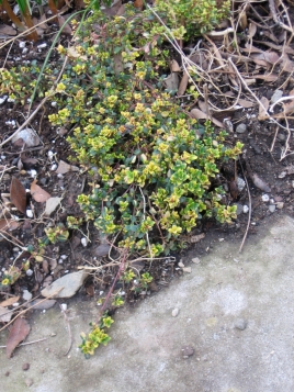 Lemon thyme, creeping variety, recently planted
