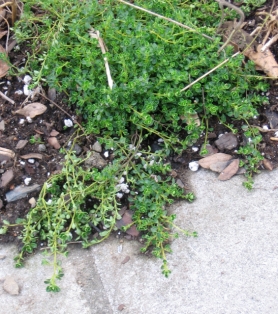 White creeping thyme, recently planted:  It is so named because it is the type of creeping thyme whose flowers are white.