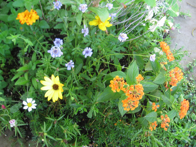 African daisy (yellow bloom) with lantana 'Citrus,' marigolds, annual ice plants, Felicia heterphylla (blue blooms), and Mt. Atlas daisy (white blooms).  This area is one of the very hottest in the garden, as it's where the retaining wall corners meet and it gets a lot of sun.  I often move things out of here as their seasons pass.  It had already gotten too hot for the African daisy before today and I've moved it.  Mt. Atlas daisy is one of the very best groundcovers for hot spots, but its bloom period is up by now.  And Felicia heterphylla has its season, from spring to early summer, and then it's over; most of them have already set seed and died (though the one pictured is still alive). In the African daisy's place, I've planted one of the dwarf sunflowers and rudbeckia 'Indian Summer,' the latter of which did extremely well for me in that spot last year after I made sure it got adequate water for its first few weeks.