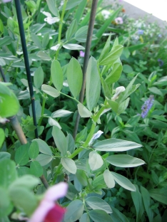 Fava/broad beans blooming today. (Pea plant/blossom in foreground)