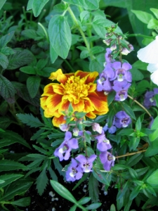 One of my favorite color combinations in the garden at present:  A marigold with an angelonia.  (Heliotrope in background.)