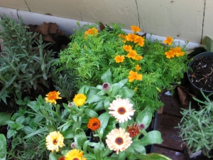 Marigold 'Tangerine Gem' and calendula 'Flashback Mix,' waiting to be planted on 29 May:  These were from the first farmers' market of the year.