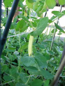 Pods of pea 'Golden Sweet' ripening on the 12th:  One of the most unique things about this pea is that the areas of the plant right around the flowers/pod are also a golden yellow, as you may be able to tell in this photo.