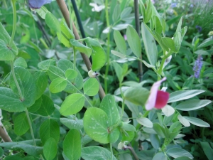 Pea ripening today, with pea flower, fava/broad bean plants, and salvias
