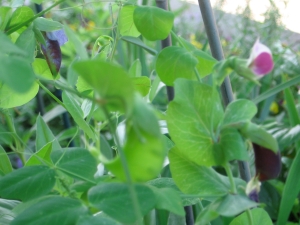 Peas forming on 'Capucijners Blue Pod' today (AKA 'Pois a Crosse Violette'): My other colorful pea!  I don't know how well you can tell in a photo, but the one in focus (the one farther back) is the craziest pea I've ever seen - it's MARBLED in different shades of purple!