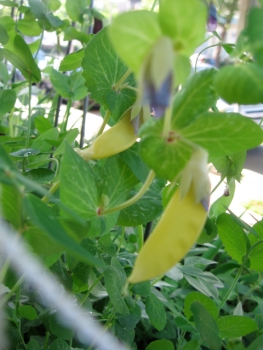 Peas ripening on 'Golden Sweet' today: Just two of many pods.  I'm not sure if this has really been my best performer so far or if it just seems that way because the peas are so easy to spot!