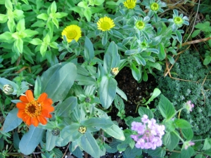Zinnia 'Profusion Fire,' gold coin, lantana 'Lavender Trailing,' creeping thyme, and golden oregano today. You can't really see it here, but the thyme is just starting to bloom.