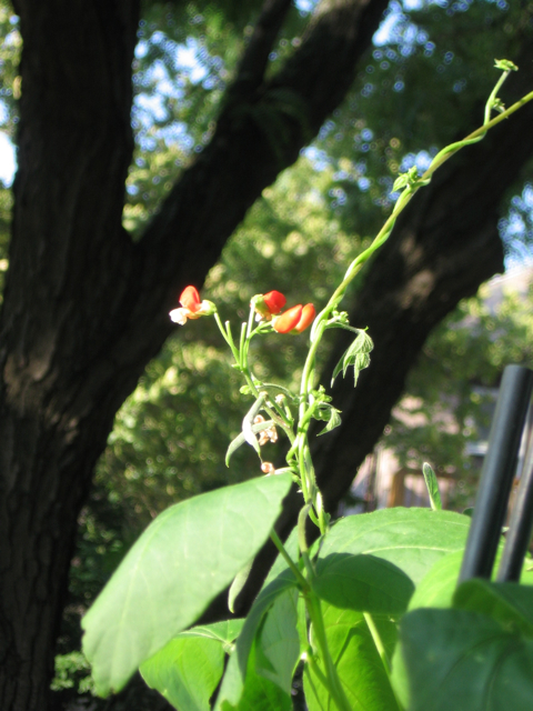 blooms and a baby bean on runner bean 'Painted Lady' 