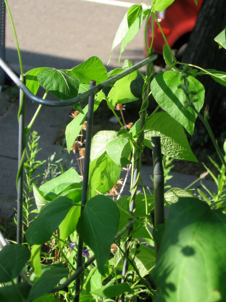 As you may have noticed in the above photo, the runner beans have even taken over a tomato trellis!