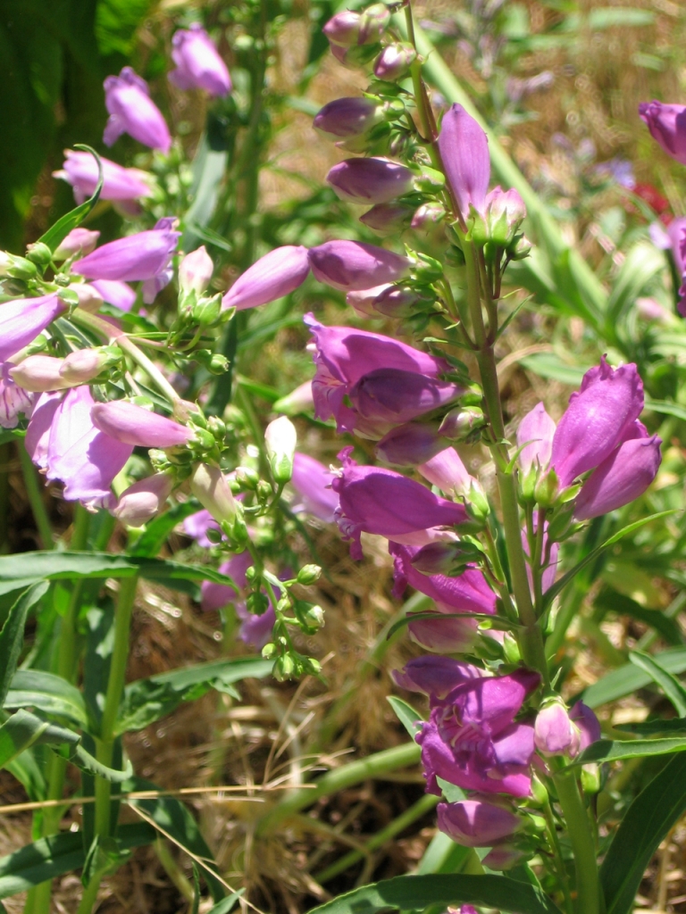 Two plants of penstemon cultivar Prairie Dusk, yet they are two differnet hues