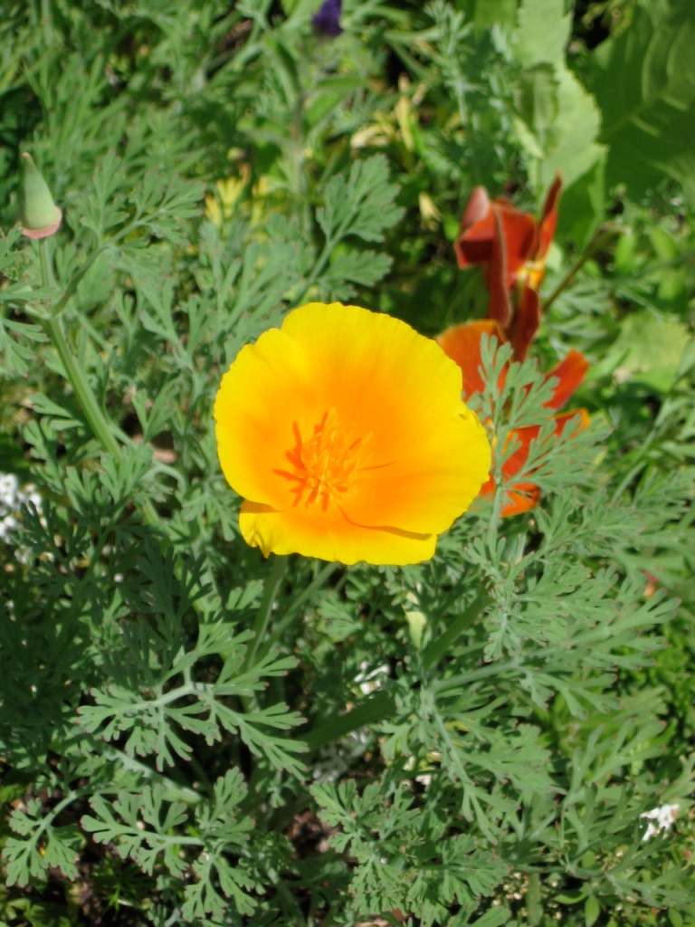 First California poppy to bloom this year