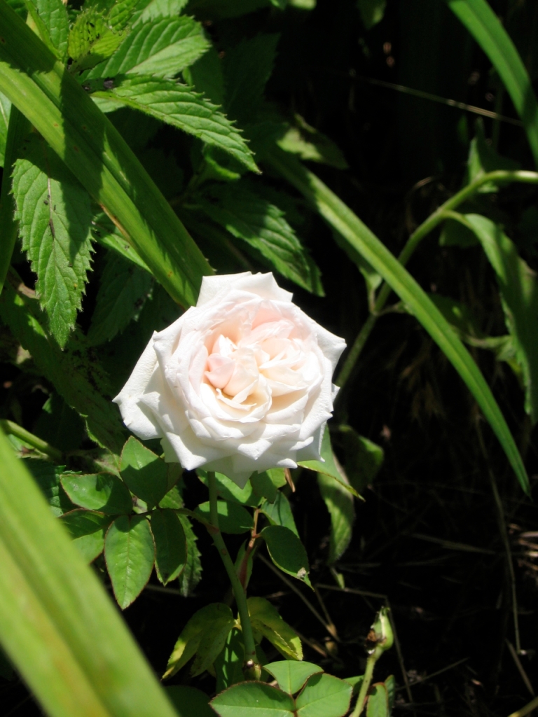 Rose Souvenir de la Malmaison, first bloom in garden